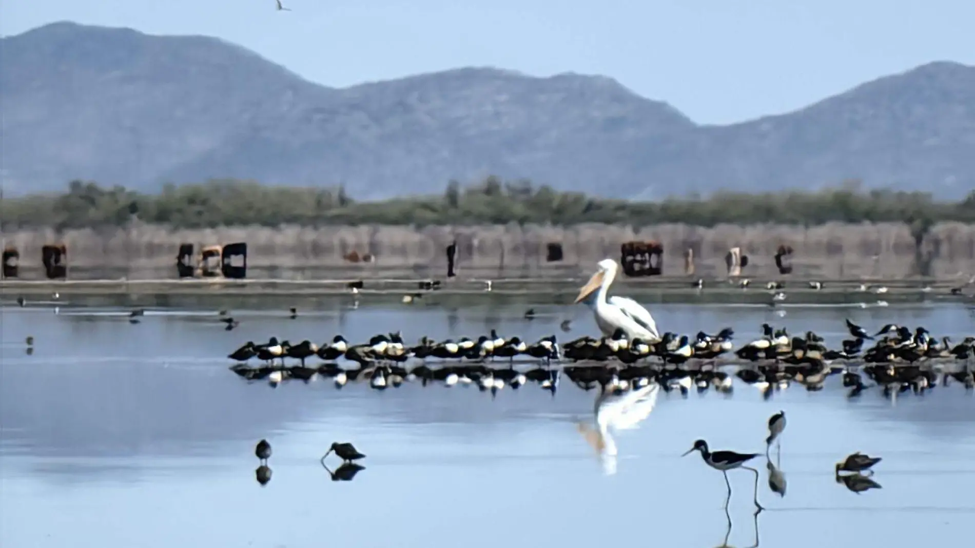 Aves migratorias